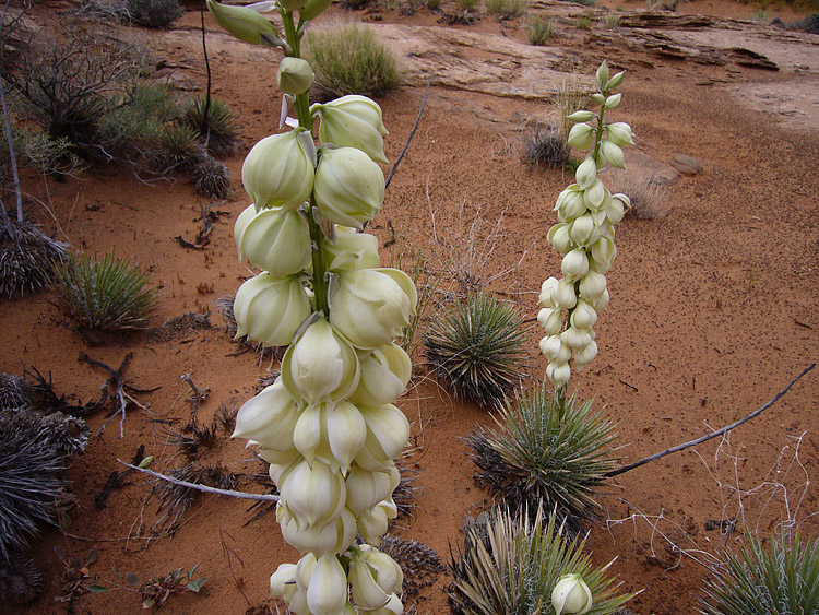 Blooms