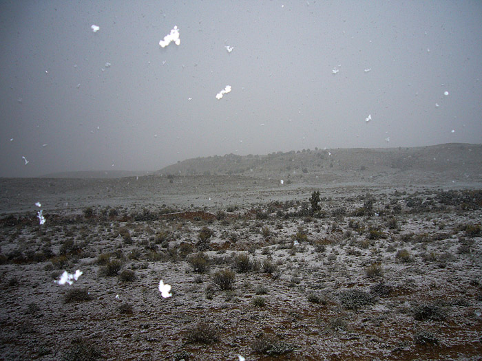 Snowy Splendor